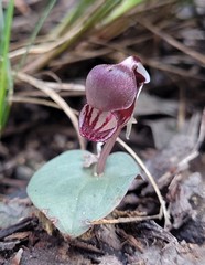 Corybas unguiculatus