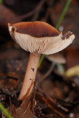 Lentinellus tasmanicus