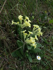 Primula × polyantha