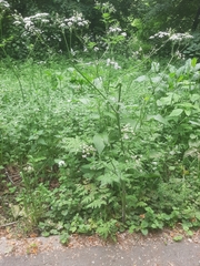 Anthriscus sylvestris