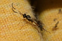 Orthizema