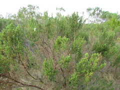 Cliffortia polygonifolia