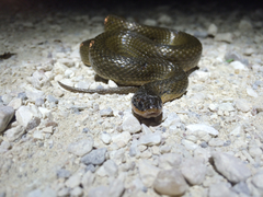 Liodytes rigida sinicola