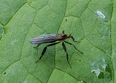 Rhamphomyia longicauda