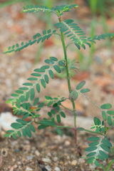 Phyllanthus debilis