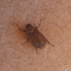 Amphimallon assimile