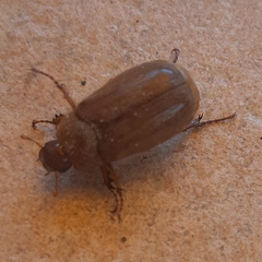 Amphimallon assimile