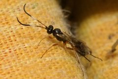 Orthizema