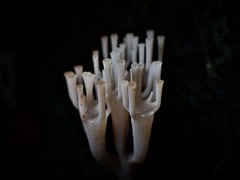Artomyces austropiperatus