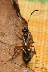 Orthizema