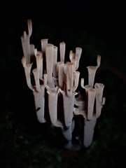 Artomyces austropiperatus