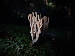 Artomyces austropiperatus