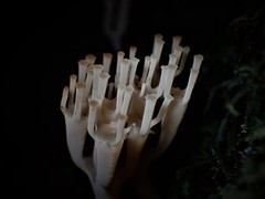 Artomyces austropiperatus