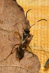 Orthizema