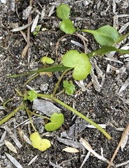 Hydrocotyle tetragonocarpa