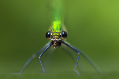 Calopteryx splendens