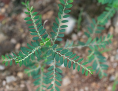 Phyllanthus debilis