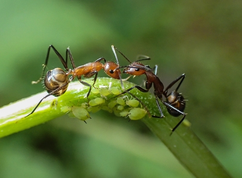 (c) Hsiu Hing Wo, Ivan, some rights reserved (CC BY-NC), uploaded by Hsiu Hing Wo, Ivan