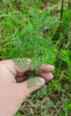 Artemisia pontica