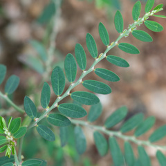 Phyllanthus debilis