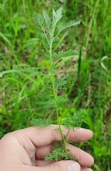 Artemisia pontica