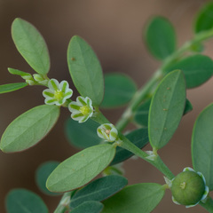 Phyllanthus debilis