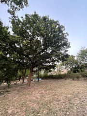 Swietenia