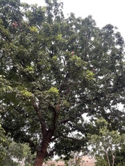 Swietenia