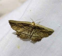 Menophra nycthemeraria