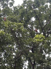 Swietenia