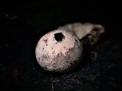 Lycoperdon subincarnatum