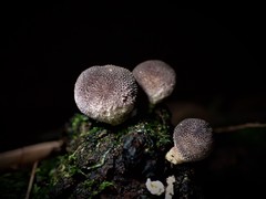 Lycoperdon subincarnatum