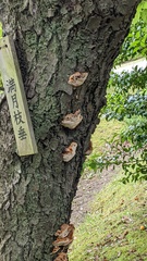 Inonotus mikadoi