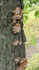 Inonotus mikadoi