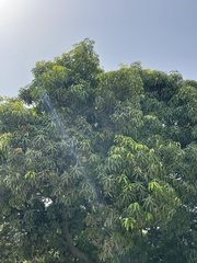 Mangifera indica