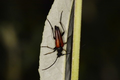 Stenurella melanura