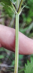 Urtica sondenii