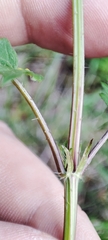Urtica sondenii