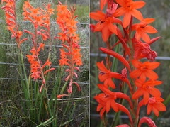 Watsonia fergusoniae