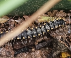 Chondromorpha xanthotricha