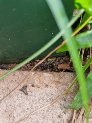 Chondromorpha xanthotricha