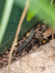 Chondromorpha xanthotricha