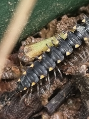 Chondromorpha xanthotricha