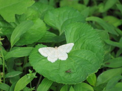 Trigrammia quadrinotaria