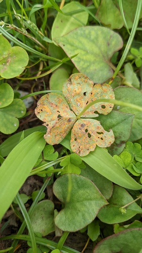 Puccinia oxalidis