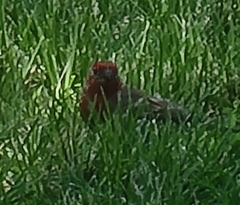 Haemorhous mexicanus