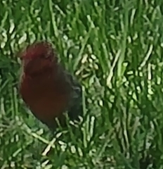 Haemorhous mexicanus