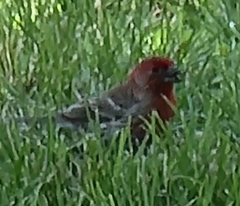 Haemorhous mexicanus