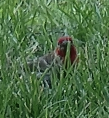 Haemorhous mexicanus