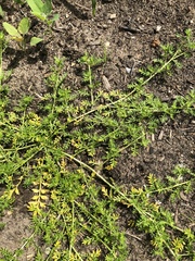 Lepidium coronopus